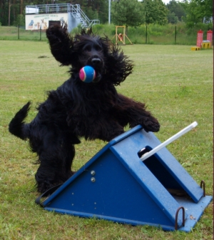 Flyball macht Robbi Spa